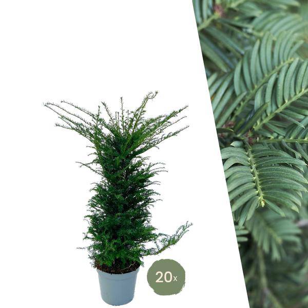 Eibe - Eibenhecke - 10 Meter Hecke - ↨100-125 cm - 20 Stück