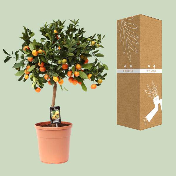 Orangenbaum - Calamondinorange - Citrus Calamondin - Ø22cm - ↕80cm