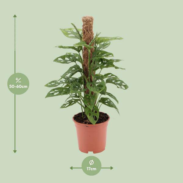 Fensterblatt - Monstera Monkey Leaf - Zimmerpflanze - Ø17cm - ↕60cm