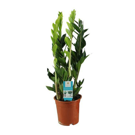 Glücksfeder - Zamioculcas Zamiifolia - Zimmerpflanze - Ø17cm - ↕65cm