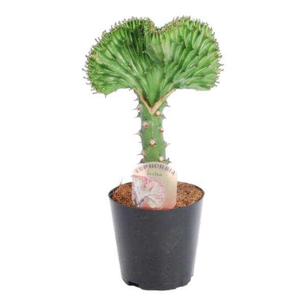 Euphorbia lactea Cristata Grün – Korallen-Wolfsmilch – Zimmerpflanze – Höhe ca. 35cm – ø12cm – Exotische Sukkulente in Korallenform – Pflegeleicht & dekorativ für sonnige Standorte