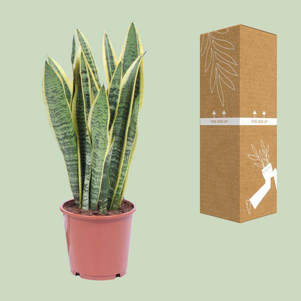 Bogenhanf Sansevieria Trifasciata Laurentii – Schwiegermutterzunge – Zimmerpflanze – Ø14 cm Topf – ca. 40-50 cm hoch – Luftreinigend & Pflegeleicht – Halbschatten