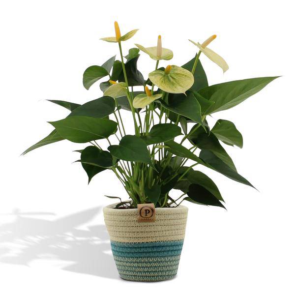 Flamingoblume - Anthurium andreanum Vanille - Zimmerpflanze + Korb Pure - 45cm - Ø12cm