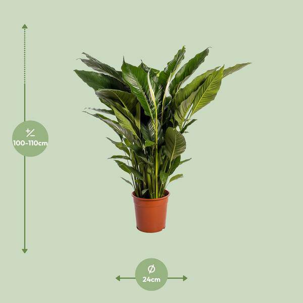 Einblatt - Spathiphyllum Sweet Sebastiano - Zimmerpflanze - Ø24cm - ↕110cm