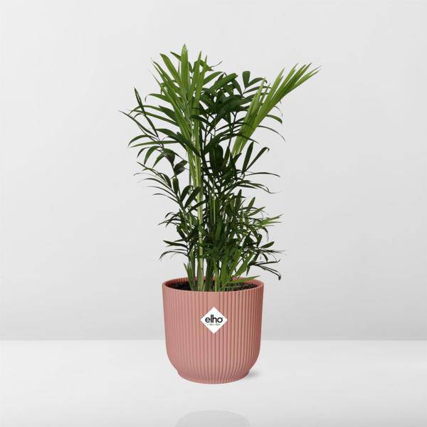 Mexikanische Bergpalme - Chamaedorea Elegans - Zimmerpflanze + Topf Vibes Fold 14cm Rosa