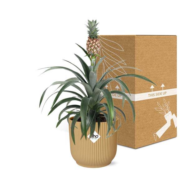Ananaspflanze - Ananas Mi Amigo - Zimmerpflanze + Topf Vibes Fold 14cm Gelb