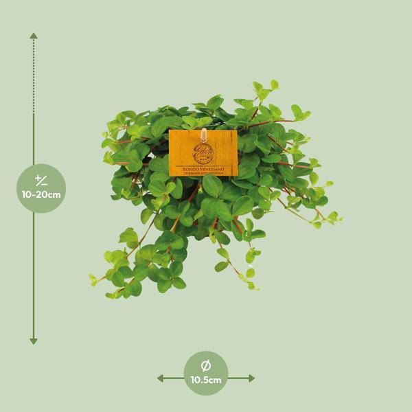 Zwergpfeffer - Peperomia Rotundifolia - Zimmerpflanze - Ø11cm - ↕15cm