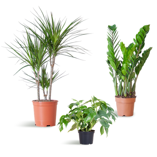 Schatten-Pflanzset – Zimmerpflanzen – Shade Plant Box – Ideal für Halbschatten – Pflegeleichte Indoor-Pflanzen-Mischung