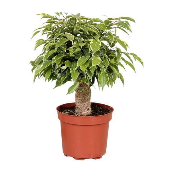 Birken-Feige - Ficus Benjamina Kinky - Zimmerpflanze - Ø12cm - ↕28cm