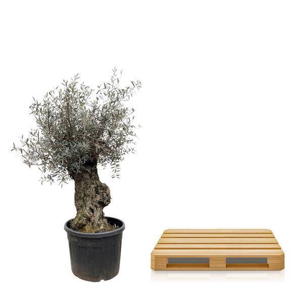 Olivenbaum - Olea Europaea Bonsai - 250cm - Ø65cm