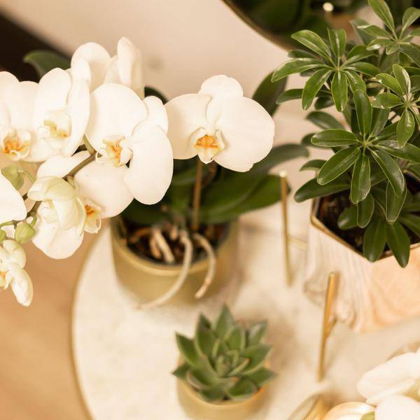 Goldener Metall-Pflanzenständer Ø12cm – Moderner Pflanzenhalter – Verstellbare Erhöhung 7,5cm/11cm – Edle Deko für Zimmerpflanzen