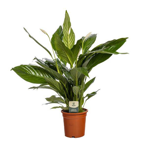 Einblatt Spathiphyllum Bingo Cupido – Zimmerpflanze – Ø19cm – 80cm Höhe – Friedenslilie mit weißen Blüten – luftreinigend & pflegeleicht