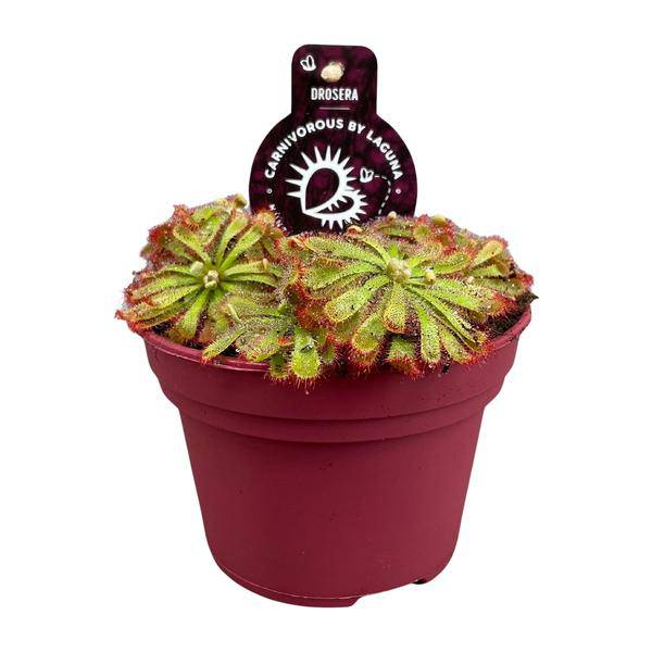 fleischfressende Pflanze - Drosera Aliciae - Zimmerpflanze - Ø12cm - ↕12cm