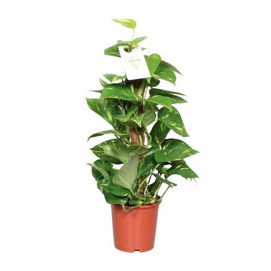 Efeutute Epipremnum Scindapsus Pinnatum – Goldene Efeutute am Moosstock – Zimmerpflanze Ø15cm ↕60cm – Herzförmige Blätter – Pflegeleichte Rankpflanze für Wohnzimmer, Büro & Innenräume