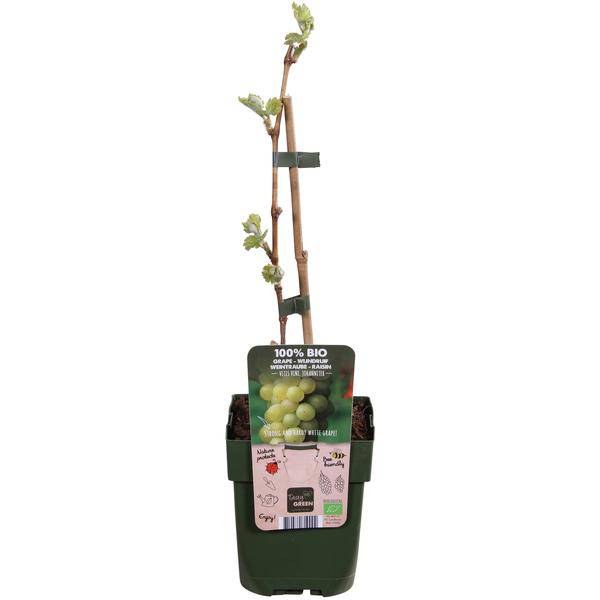 Weinrebe - Weintraube - Vitis vinifera 'Johanniter' - Ø13cm - ↕45cm