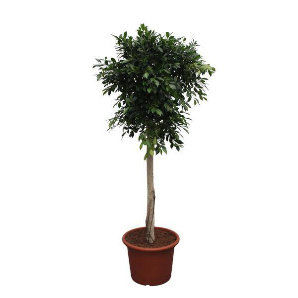 Chinesische Feige - Ficus Nitida - 250cm - ø55cm