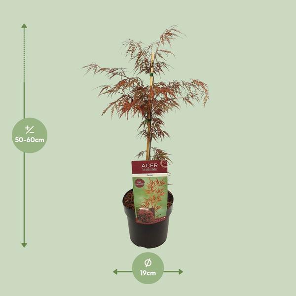 Fächerahorn - Acer palmatum. 'Granat' - Ø19cm - ↕40cm