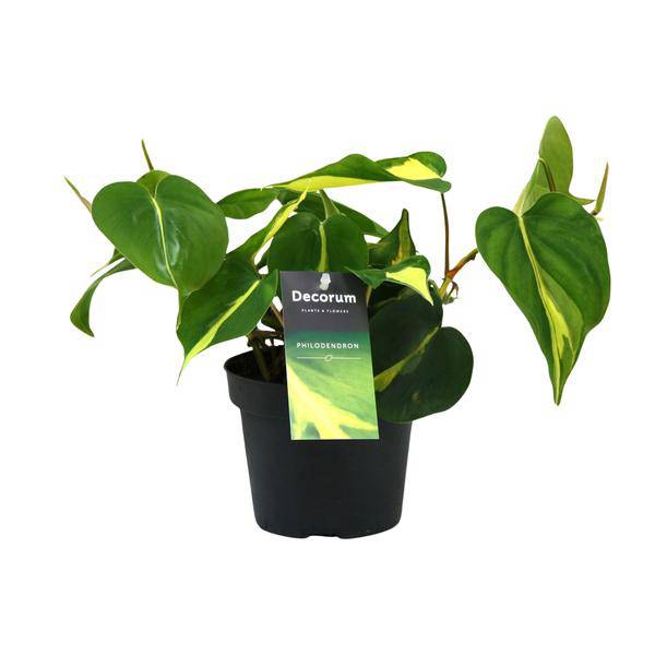 Baumfreund - Philondendron Brasil Scandens - Zimmerpflanze - Ø12cm - ↕20cm