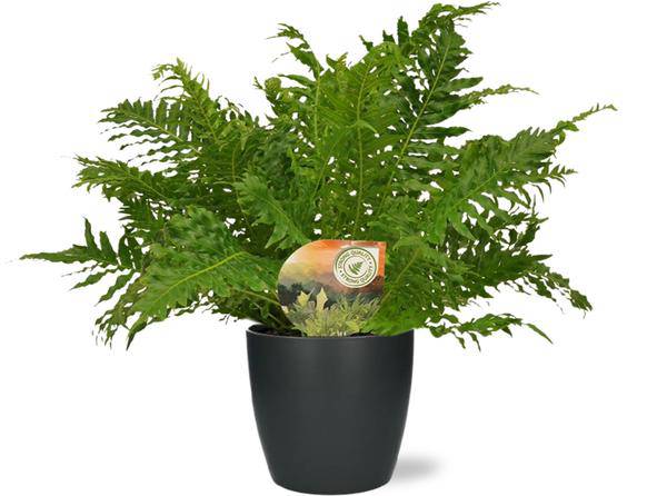 Rippenfarn - Blechnum Silver Lady - Zimmerpflanze - Ø17cm - ↕50cm + Topf Brüssel Anthrazit Ø18x17cm