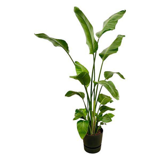 Strelitzia Nicolai – Baum-Strelitzie – Zimmerpflanze ca. 180cm – ø30cm – inkl. Pflanzgefäß Greenville Schwarz – Weißer Paradiesvogel – Große tropische Grünpflanze für Wohnzimmer, Büro & Wintergarten