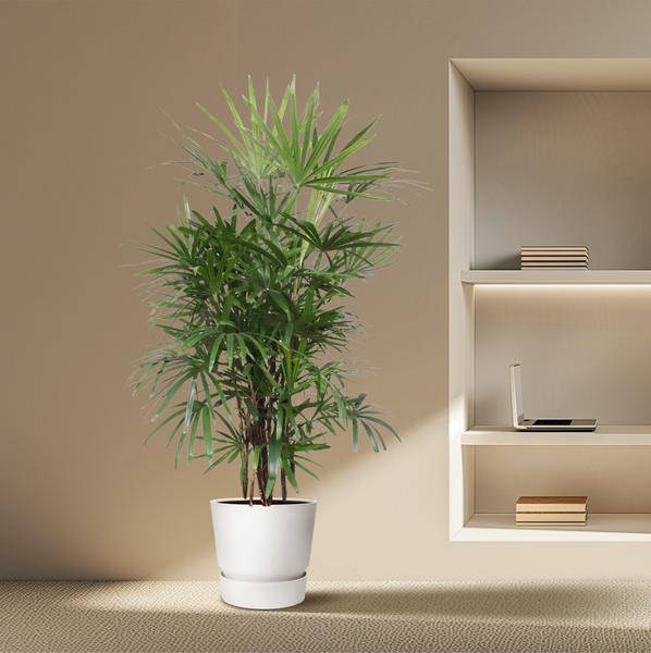 Steckenpalme – Rhapis Excelsa – Zimmerpflanze 190cm – Ø34cm – Pflegeleichte Damenpalme für Wohnzimmer, Büro & Wintergarten – Luftreinigende Palme