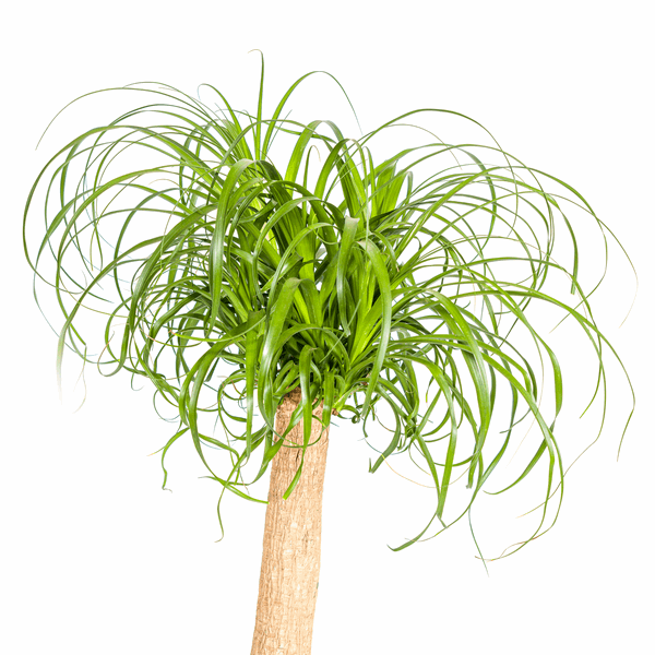 Beaucarnea Recurvata Stängel Ø24cm - ↕80 - 100cm