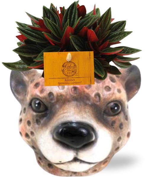 Peperomia Caperata Rosso – Zwergpfeffer – Zimmerpflanze – Ø11cm – ca. 15cm hoch – inkl. Topf Leopard Braun Ø12x9,5cm