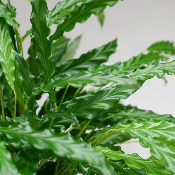 Calathea Rufibarba Korbmarante – Zimmerpflanze Ø17cm – ca. 55cm hoch – samtige Blätter – inkl. Viber Grau Topf