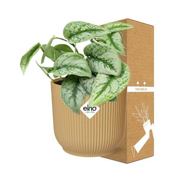 Efeutute - Scindapsus Pictus 'Trebie' - Zimmerpflanze + Topf Vibes Fold 14cm Gelb