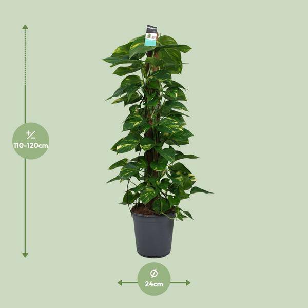 Efeutute - Scindapsus Epipremnum - Zimmerpflanze - Ø24cm - ↕120cm