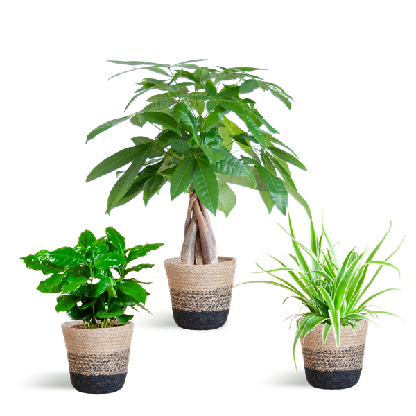 Tierfreundliches Pflanzset – Ungiftige Zimmerpflanzen für Katzen & Hunde – 3 Pflanzen Ø12 cm – Inkl. nachhaltigem Korb Lissabon Schwarz – Pachira, Grünlilie & Coffea – Sicher für Kinder & Haustiere
