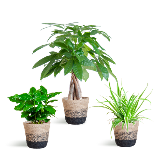 Tierfreundliches Pflanzset – Ungiftige Zimmerpflanzen für Katzen & Hunde – 3 Pflanzen Ø12 cm – Inkl. nachhaltigem Korb Lissabon Schwarz – Pachira, Grünlilie & Coffea – Sicher für Kinder & Haustiere