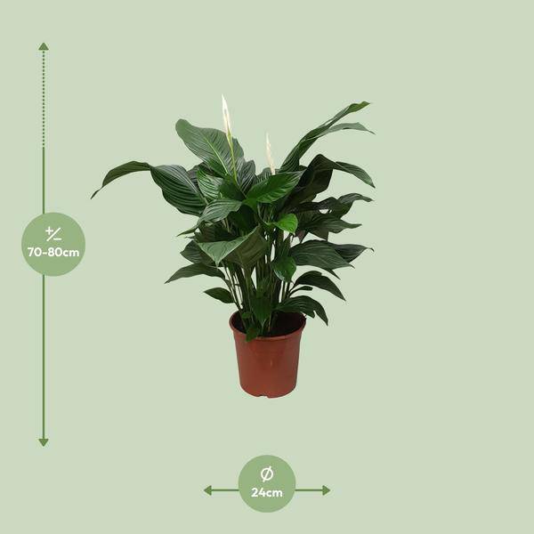 Einblatt - Spathiphyllum Sweet Silvana - Zimmerpflanze - Ø24cm - ↕80cm
