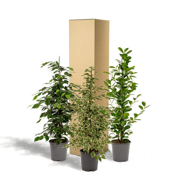 Pflanzenset - Ficus Benjamina Danielle - Ø21cm - ↕95cm + Ficus Benjamina Dämmerung - Ø21cm - ↕95cm + Ficus Microcarpa Moclame - Ø21cm - ↕95cm