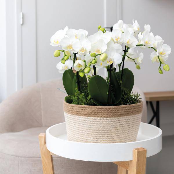 Schilfkorbschale Weiß – Ø30cm – Dekorativer Weidentopf aus Baumwollgeflecht – Handgefertigt – Für Orchideen & Grünpflanzen – Natur-Look mit weißen Details