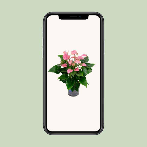 Flamingoblume - Anthurium Karma Joli - Zimmerpflanze - Ø17cm - ↕55cm