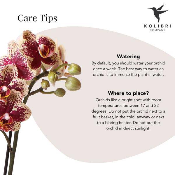 Phalaenopsis Orchidee Gelb Rot - Spanien + Elite Ziertopf Kupfer - Topfgröße Ø9cm - 40cm - Zimmerpflanze