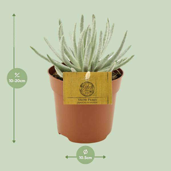 Kreuzkraut - Senecio Scaposus - Zimmerpflanze - Ø10,5cm - ↕15cm