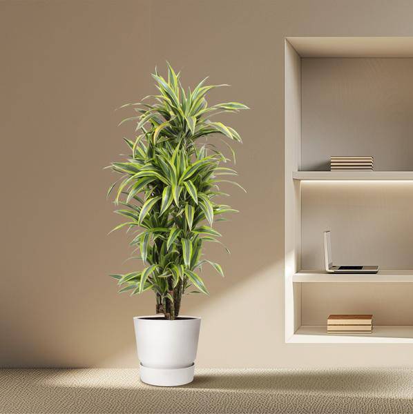 Drachenbaum - Dracaena Lemonlime - Zimmerpflanze - 150cm - ø30cm