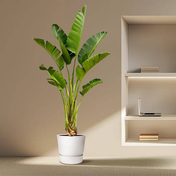 Baum-Strelitzie – Strelitzia Augusta – Zimmerpflanze – 250cm – Ø45cm – Weißer Paradiesvogel mit großen Blättern und exotischen Blüten für Wohnzimmer, Wintergarten und Büro