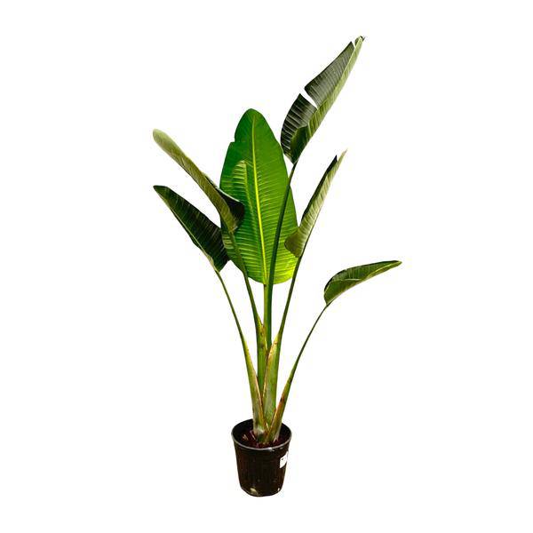 Baum-Strelitzie - Strelitzia Augusta - Zimmerpflanze - 180cm - ø30cm
