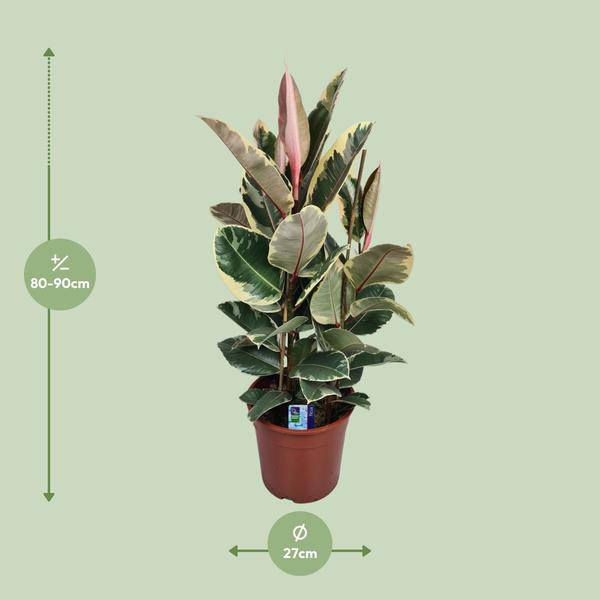 Gummibaum - Ficus Elastica Tineke - Zimmerpflanze - Ø27cm - ↕85cm