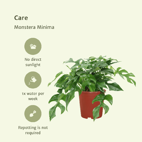 Fensterblatt - Monstera Minima - Zimmerpflanze - Ø15cm - ↕30cm - 2 Stück