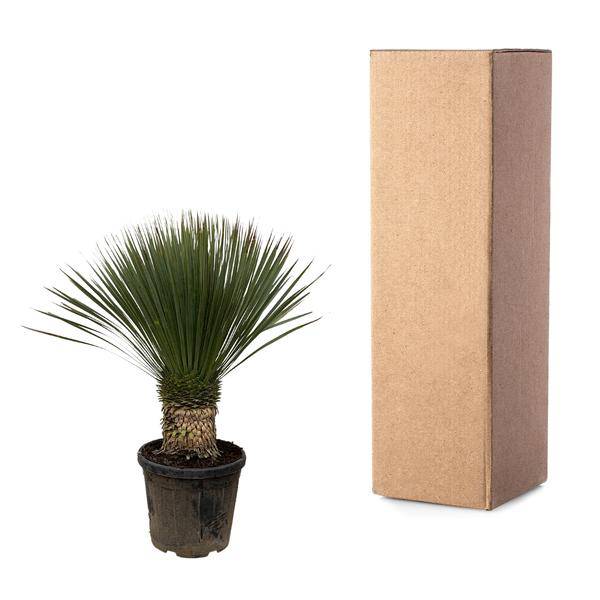 Palmlilie – Yucca Rostrata 100cm – Ø38cm – Exotische Wüstenpflanze mit blaugrauen Blättern – Pflegeleichte Zimmer- & Kübelpflanze für Wohnzimmer, Terrasse & Garten