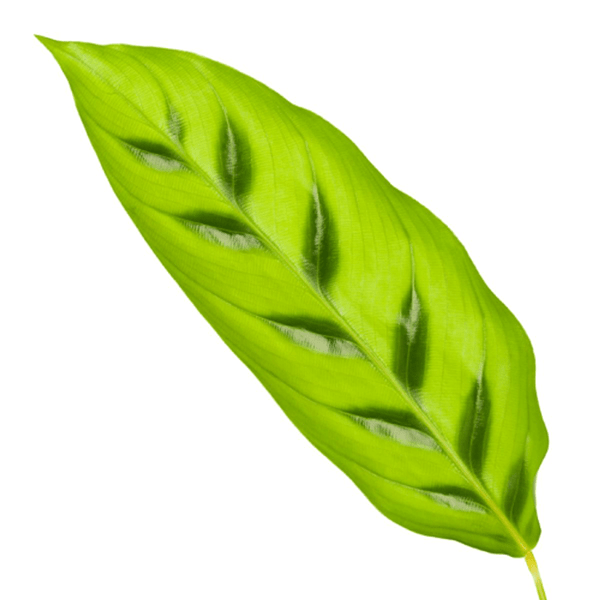 Calathea Leopardina – Leoparden-Korbmarante – Zimmerpflanze – Ø12cm – Höhe ca. 35cm – Exotische Blattschmuckpflanze – Für Wohnzimmer, Bad & Büro – Pflegeleicht & luftreinigend