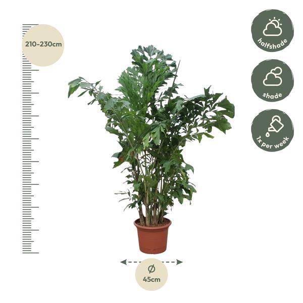 Fischschwanzpalme - Caryota Mitis - Zimmerpflanze - 220cm - ø45cm