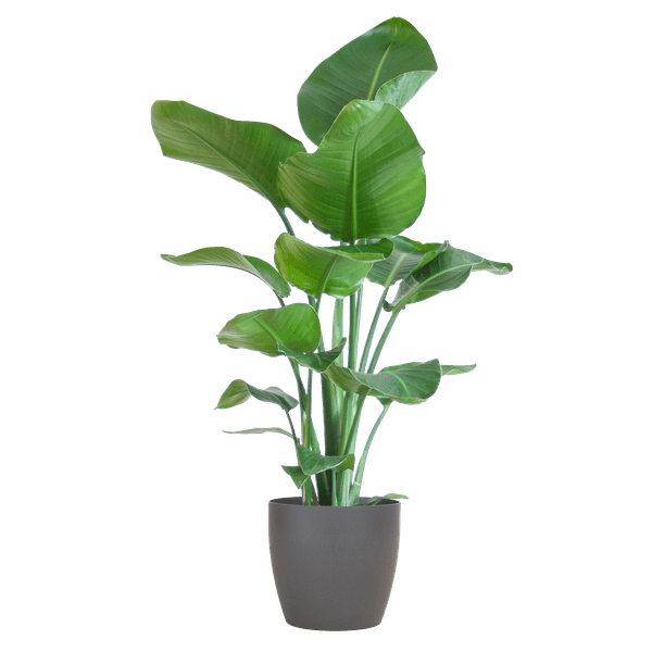 Strelitzia Nicolai – Baum-Strelitzie – Zimmerpflanze – 80 cm hoch – Ø21 cm – inkl. Topf Viber Grau – Paradiesvogelpflanze, tropisches Grün, pflegeleicht