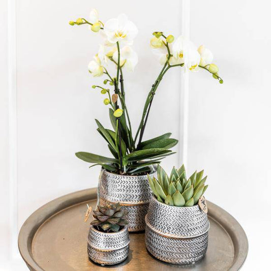 Orchideen-Set mit weißer Phalaenopsis Amabilis Ø9cm & Sukkulente Crassula Ovata Ø6cm – In silber-goldenen Keramiktöpfen – Deko-Pflanzenset für Zuhause & Büro – Geschenkidee