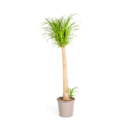 Beaucarnea Recurvata – Elefantenfuß – Zimmerpflanze – Ø12cm – ↕25cm – Pflegeleichte Sukkulente mit markantem Stamm – Luftreinigende Pflanze für Zuhause & Büro