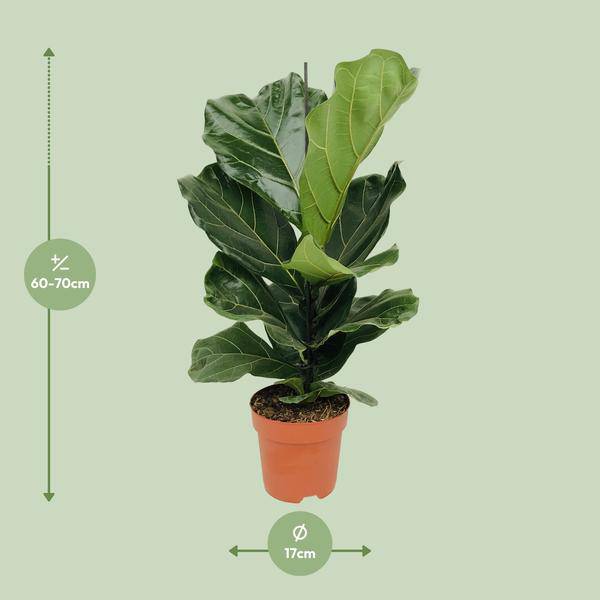 Geigen-Feige (Ficus lyrata) – Zimmerpflanze – Ø17cm ↕75cm – Trendige luftreinigende Pflanze mit großen geigenförmigen Blättern – Halbschatten – Elegante Deko